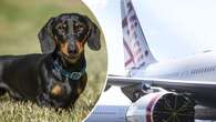 How pet-friendly flights in Australia will work