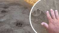 Mysterious paw prints found in Blue Mountains reignite panther mystery