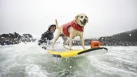 Wave-riding canines compete in the World Dog Surfing Championships