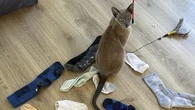 The Kiwi cat who wants to steal your underwear