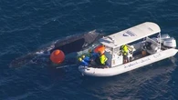 Whale caught in shark net off Gold Coast