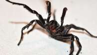 Increase in funnel-web spiders in homes expected as males hunt for mates