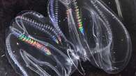 The comb jelly, one of the oldest animals on Earth, can fuse with another