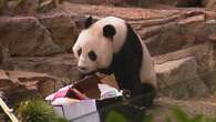 Adelaide bids emotional farewell to beloved pandas