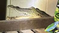 'There's a croc here, mate': Couple stumbles upon crocodile in their laundry