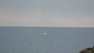 Hopes white whale spotted off New Zealand coast could be elusive Migaloo