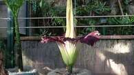 Reeking 'corpse flower' blooming in Sydney