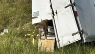 Monkeys that escaped after truck crash 'aggressive', infected with serious diseases