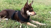 Victorian Kelpie sold for record breaking amount