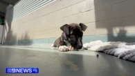 Stray pup needs adoption after battling crocs in Queensland's far north