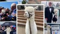 Meet Hephner, the philanthropic alpaca with a cult following