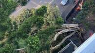 Massive tree tears from roots, blocks traffic on busy Sydney road