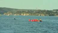 Rescue underway as Humpback whale stuck in Sydney Harbour nets