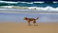 Girl, 4, bitten by dingo on K'gari in second dingo attack within a week