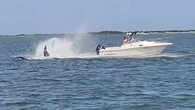 Whale dies after collision with small boat