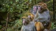 Monkey mayhem in South Carolina after 43 primates escape research facility