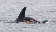 Whale orca that lost a calf in 2018 has lost another