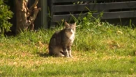 Push to keep cats off Melbourne streets as number of deaths skyrockets