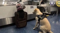 Drug dog sits next to suitcase at Sydney Airport, sparking major find