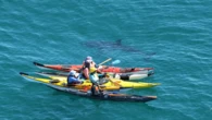 'Not again': WA kayakers survive close encounter with huge great white