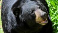 Black bear mauls three-year-old girl in tent at US campground