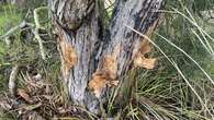 Farmer comes forward after 69 native trees poisoned