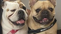 Kate could have lost her dogs in her separation. A new law is recognising pet custody