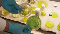 Plant could lead to faster and cheaper burns treatment, researchers find