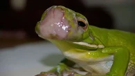 Mystery tumours killing green tree frogs in North Queensland