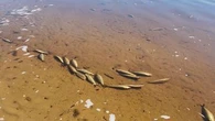 More than 1000 dead fish wash up on Perth shoreline