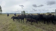 Man charged over alleged $200k bull semen and wagyu cattle theft