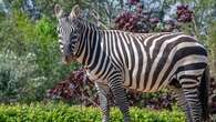 Zebra dies at UK zoo after 'stomach punctured' by rhino