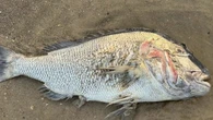 Toxic algae could linger for more than a year off Australian coast