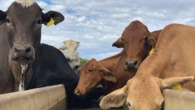 Dairy co-op ups farmgate milk price due to fuel, fertiliser costs