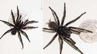 Biggest funnel web spider ever handed into reptile park revealed