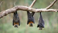 What we know about the rare bat virus that has claimed a fourth life
