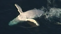 Stunning drone vision captures Migaloo lookalike off K'gari
