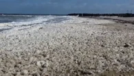 Vouchers and AI submersibles part of $102m plan to tackle algal bloom