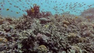 The concerning new data about the Great Barrier Reef