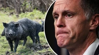 'Waste of money': Proposed feral animal bounty sparks big clash