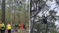 Skydiver stranded upside down after landing in a tree on NSW South Coast