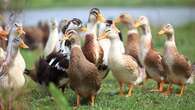 Bird flu cases rise, but authorities say no food safety concerns