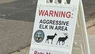 Two children stomped by angry elk in four days in US town