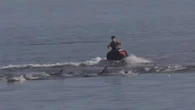 Jet-skiers could face $100,000 fine over 'perilous' dolphin act