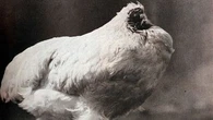 The chicken who lived 18 months without a head