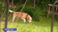 Armed intruder busted by pet beagle in Adelaide