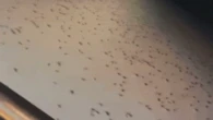 Fears of fresh mouse plague as farmers share videos
