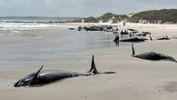 More than 150 whales stranded on Tasmanian beach