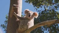 Koala hit by car and trapped for 30km drive