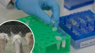 Researchers find nanobody in alpacas that could neutralise deadly virus